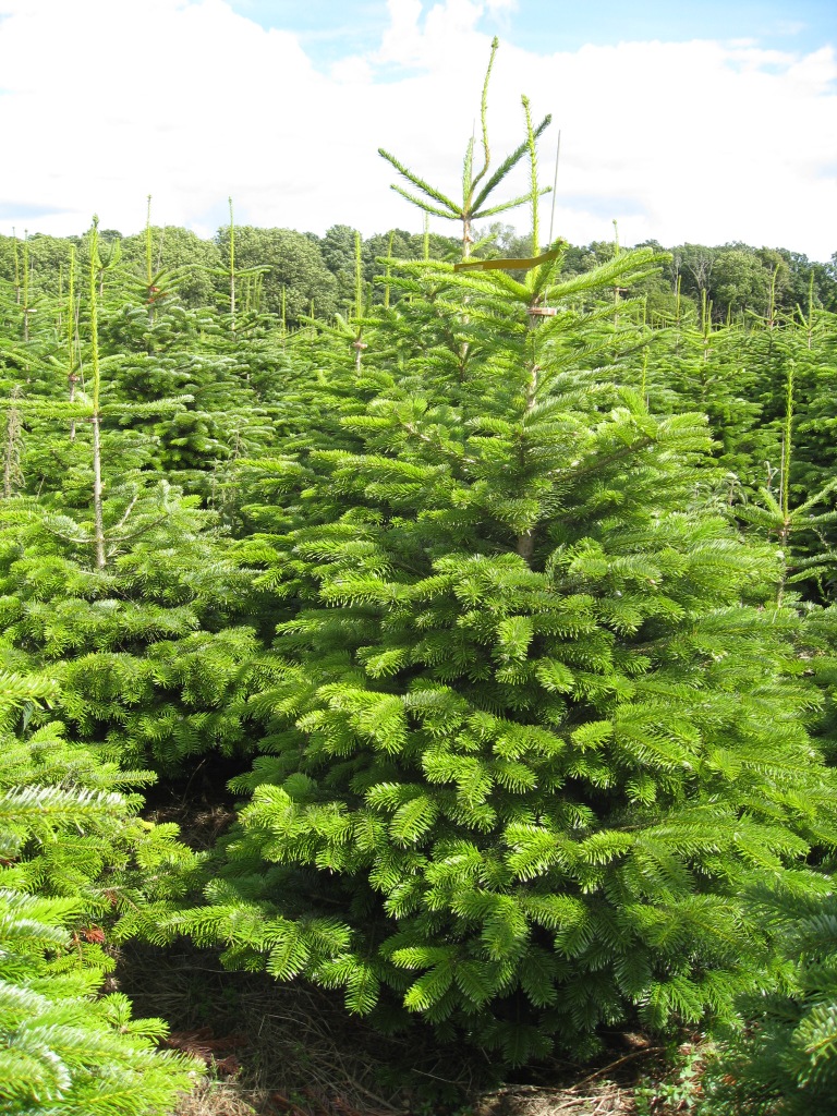 Пихта нордманская Премиум